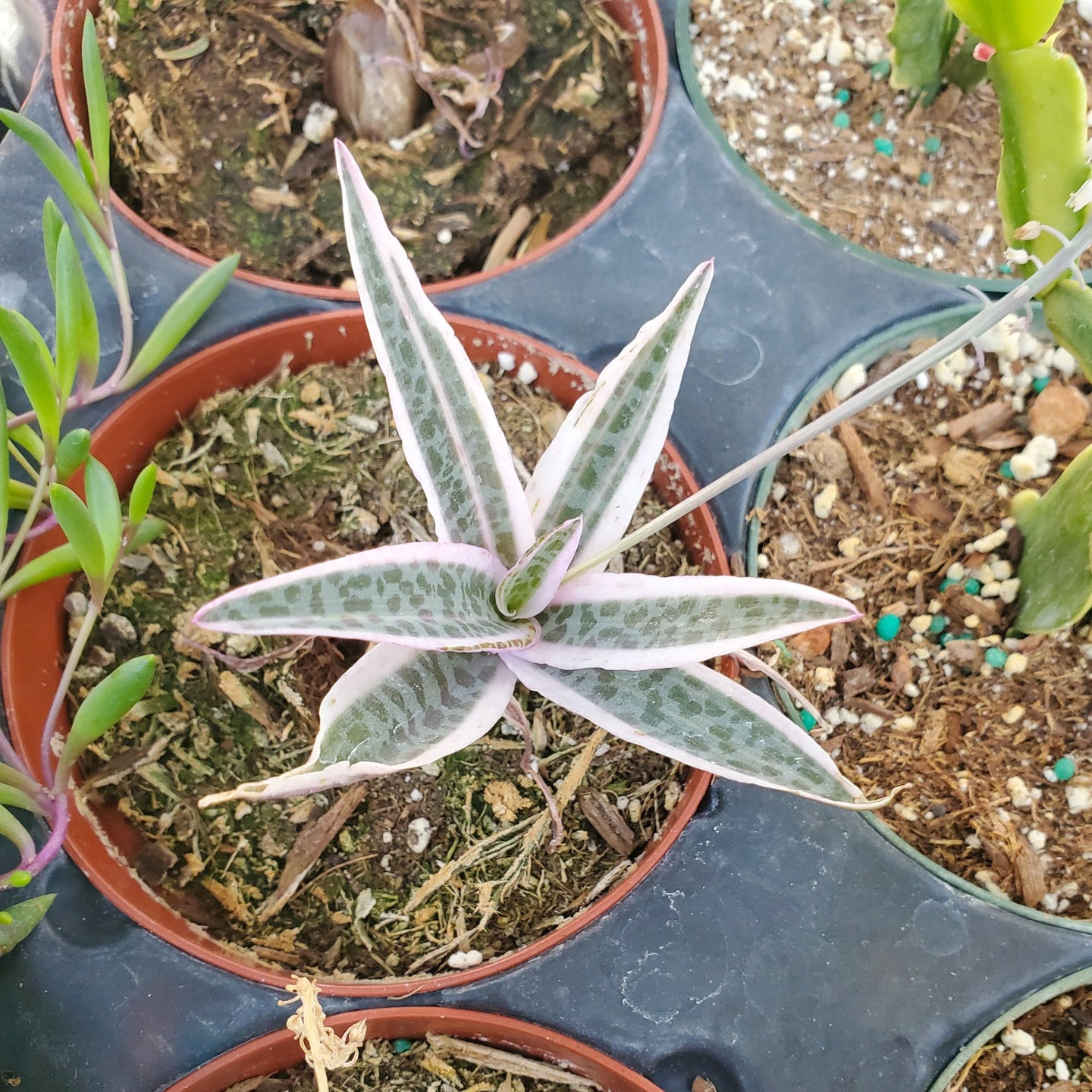 Variegated Ledebouria socialis 'Silver Squill'
